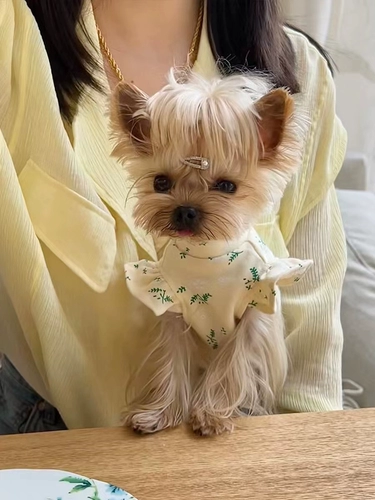 Сяотанская кара корейская версия весенней и летней одежды, шнурок с маленьким рукавом, собака и кошачья одежда мальцис -инжишсии и кошачья одежда