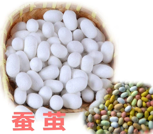 Свежий кокон из шелковика с шелкористыми куколками может производить мотыльки, шелковая шелковая шелковая живая шелковая червя Двойной дом кокон кокон можно накачать в виде образца шелковика