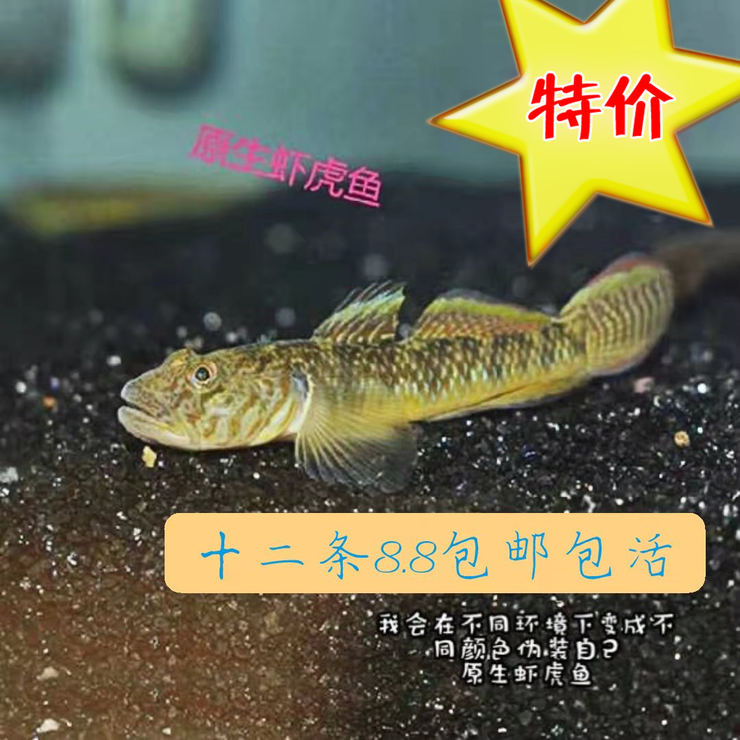 中国原生鱼：吻虾虎鱼图鉴 - 知乎