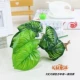 9 Fork Big Green Evergreen