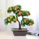 Середина -Number Orange Bonsai [высотой около 35 см]