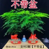 2-5-летние саженцы Вэньчжу 【Нет горшков