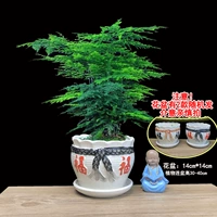 5-летние саженцы Вэньчжу [бассейн Fu Contuar]]