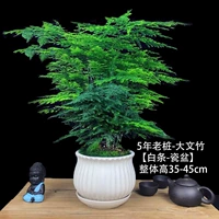 Бамбук 5 -лежащий Миао [Белый бассейн]