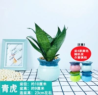 Зеленый тигр+цветная фарфоровая раковина (керамика)