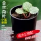 [金丝荷叶小盆单颗]