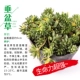 [垂盆草]