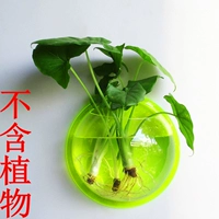 Светло-зеленый