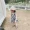Váy chấm bi cho bé gái 2019 hè mới Hàn Quốc bé gái váy vest không tay váy thủy triều - Váy