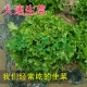 Скорость салата 10G (давайте поесть салат)