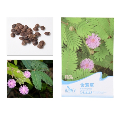 Семена Flower Fairy, 5 шт., комбинированный пакет, тип A