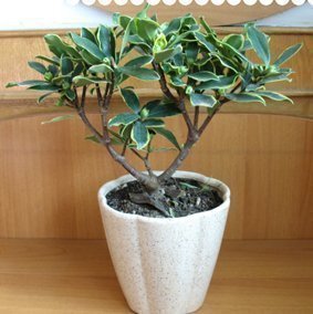 精品室内盆栽花卉/ 瑞香花 /金边瑞香花/ 办公室绿植客厅盆栽