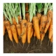 [2000 семена морковки