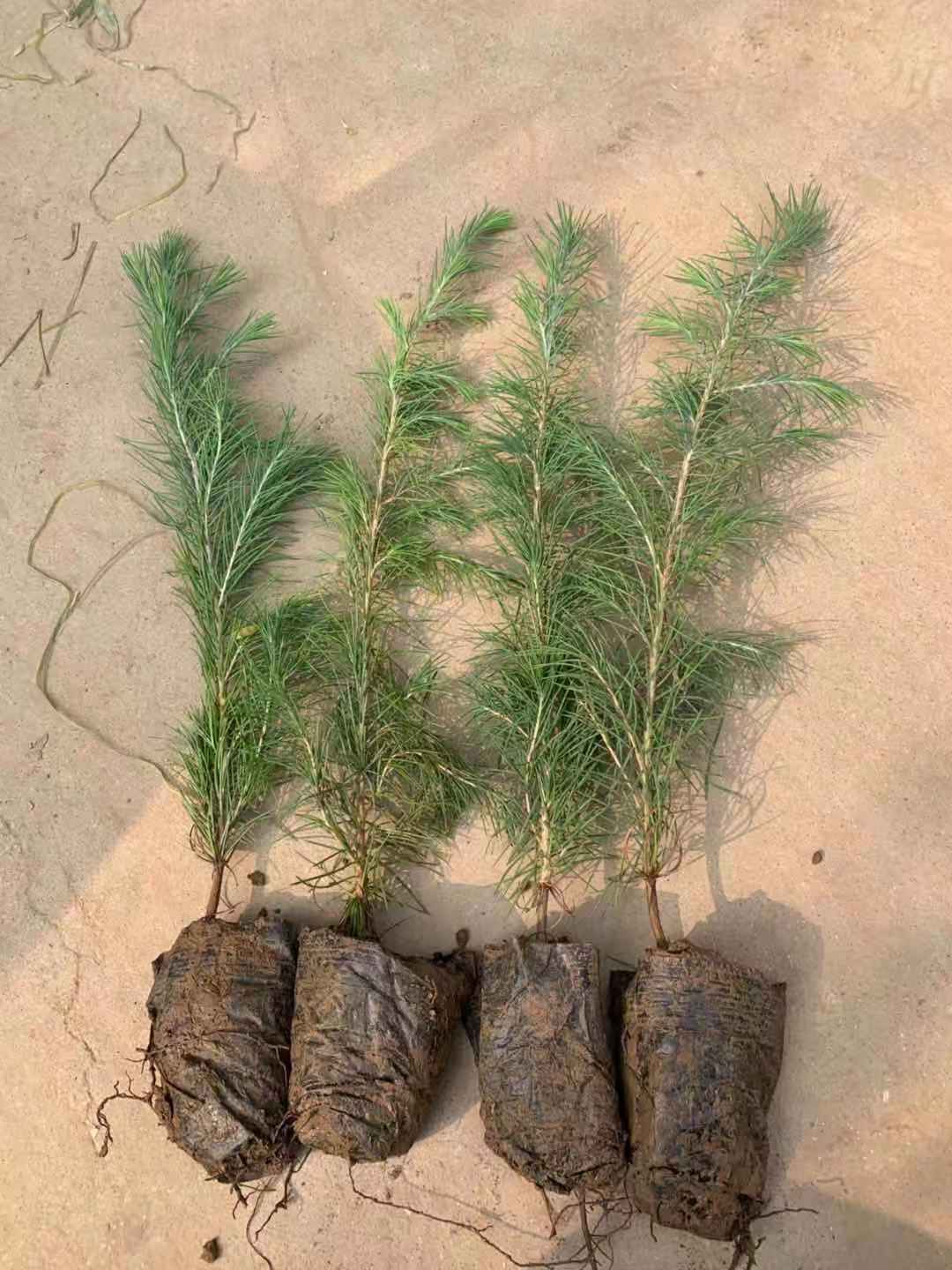Now digging and selling pine seedlings, cedar black pine seedlings