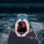 Không trượt chính hãng in ấn yoga mat khăn khăn mồ hôi yoga khăn thể dục thể thao khăn yoga chăn yoga khăn dung cu tap yoga