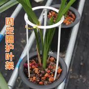 Nguồn cung cấp vườn phong lan cố định hỗ trợ khung nhẫn bảo vệ hoa phong lan lá đặc biệt nhựa lá bracket