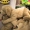 IKEA Gusi Geden con chó nhỏ màu vàng con chó lớn màu vàng con hai ha đồ ​​chơi sang trọng con chó đồ chơi lợn năm cô gái - Đồ chơi mềm