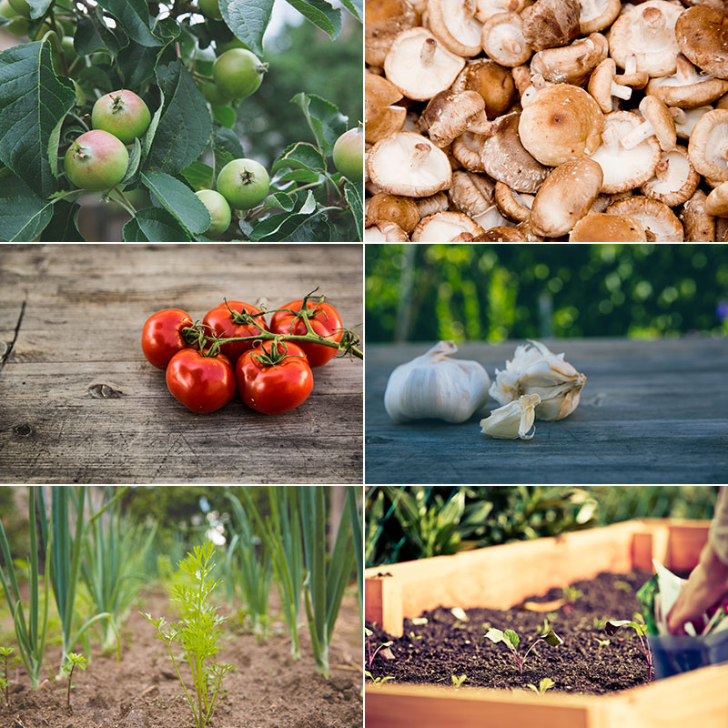 美味田园蔬菜瓜果绿色健康食品特写高清摄影照片图片素材背景