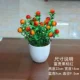 【Bonsai богатый гоз xi hong】】