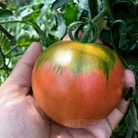 6 саженцев из клубничных томатов 6 деревьев