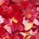 100 штук лепестков роз [случайный цвет]