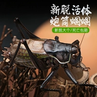 Синлин Live Worm с клеткой с высоким питомцем зимой, Hao jianwei tiechi