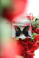 Bi Teng Butterfly 10 см