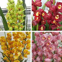 Большие саженцы Cymbidium Dahua Huilan легко сажают саженцы со многими саженцами.