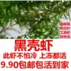 Товары от 夏天小凉爽