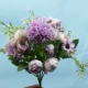 Фиолетовая гортеня (1)