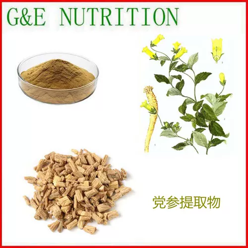 100 г чистого натурального кодонопсиса Экстракт 10: 1 Концентрированные растения.