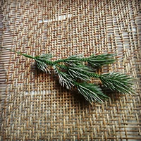 Смазывать белая цветочная сосна