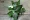Cao mô phỏng cây xanh cảm ứng vải bó nước lạnh lá lá cây băng tường mua sắm trung tâm khách sạn nhà hàng hoa máng - Hoa nhân tạo / Cây / Trái cây