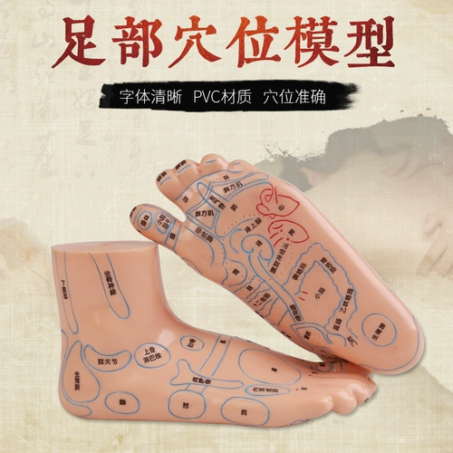 Акупунтная модель Meridian Meridian Model Foot, массаж купания, иглоукалывание, иглоукалывание модели стопы