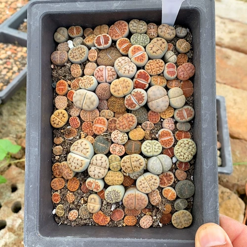 Shengshi Flower Little Mite One Shot 40627