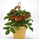 Red Bo Niu 5 капсулы