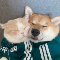 Китайский зеленый