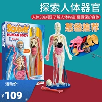 Физиологичная игрушка, внутренние органы, скелет, США, органы тела, анатомия