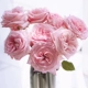 Litchi Rose 18 филиалов+отправить 2 (убытки)