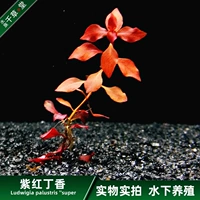 Qiancaotang Aquatic Aquarium Tank Рыба