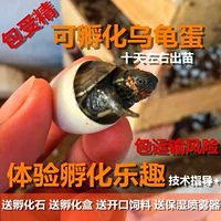 Один прямой выстрел (контакт с большим объемом)