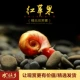 Очень большой красный чай улун Да Хун Пао, 1-2см