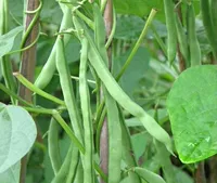 4 -INCH FACE 20 зерна