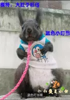 Синий маленький дин