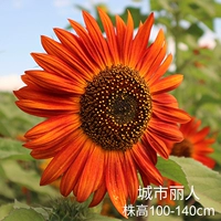 Urban Beauty (Multi -Head) 100 капсул