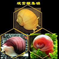 Золотая улитка Purple -Threaded Apple Snail Ultra -Rarge Tank Stail -Ramp Fish Tank Eats Dung Snailts, чтобы принять ванную улитку для взрослых фекалий Snail