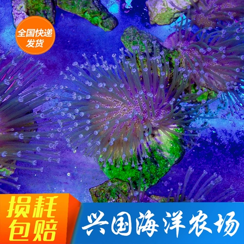 Искусственная зеленая кожа для бороды, длинная кожа для бороды, коралловая кожа, две зеленые гирлянды, кожа зеленой кожи для бороды, три зеленых кожи для новичков