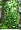 Mô phỏng nhà máy tường xanh cây cỏ tường tường nhựa giả hoa cỏ trang trí tường cỏ xanh tường - Hoa nhân tạo / Cây / Trái cây