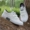 Giày trắng nhỏ nữ xuân 2018 hoang dã Hàn Quốc giày đế bằng giày đế bằng giày đường phố chụp đôi giày vải