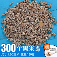 [Без пота] 300 черных рисовых улиток
